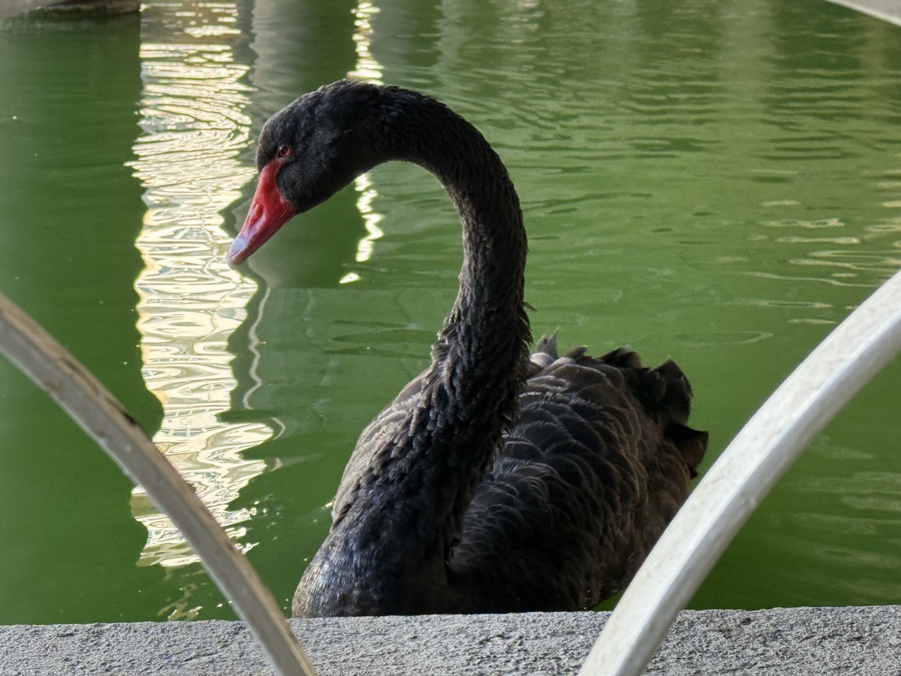 black-swan-malaga.jpeg